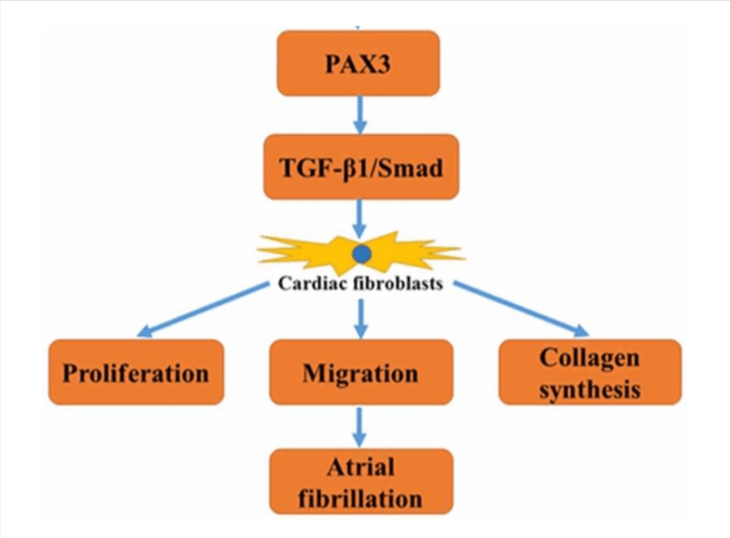 Cơ chế trị nám của kem trị nám Spotlite