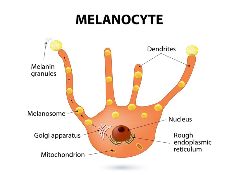 melanocyte-la-gi-02